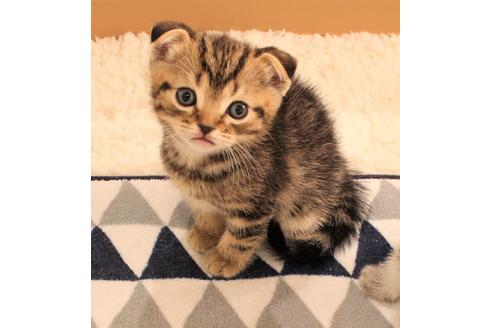 成約済の大阪府のスコティッシュフォールド-7179の1枚目